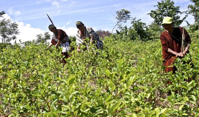  Indígenas asháninkas cosechan hojas de coca en el distrito de Pichari, en el centro de Perú. HUGO NED (AFP)